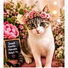 adopt_me, adorable, animal, cat, chalkboard_sign, close_up, cute, floral_background, flower_crown, gentle, green_eyes, heart, indoor, pet, pink_flowers, pink_nose, portrait, soft_lighting, sweet, white_and_gray_cat
