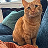 cat, orange_tabby, indoor, couch, pillow, blanket, window, plant, furniture, pet, whiskers, fur, curious, sitting, cozy, domestic_cat, mammal, portrait, home, relaxed