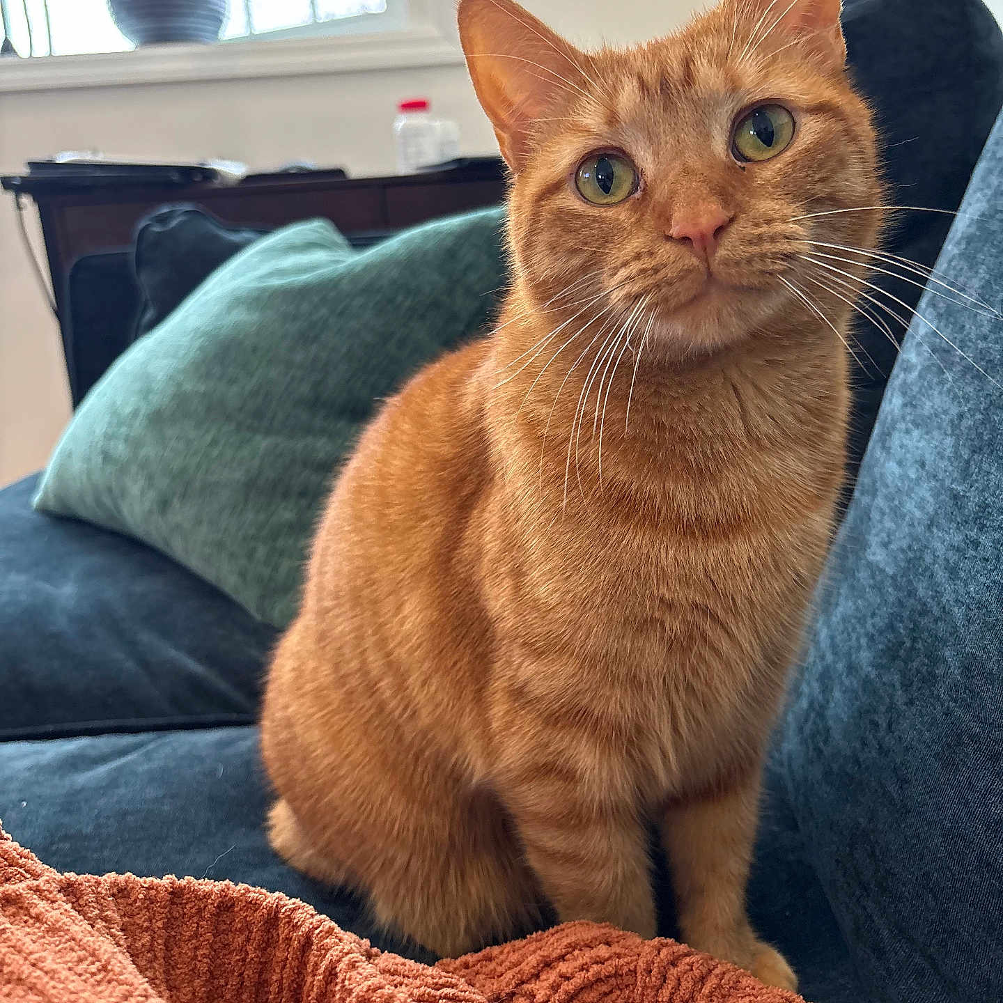 Brioche joined the competition — help win amazing prizes! cat, orange_tabby, indoor, couch, pillow, blanket, window, plant, furniture, pet, whiskers, fur, curious, sitting, cozy, domestic_cat, mammal, portrait, home, relaxed