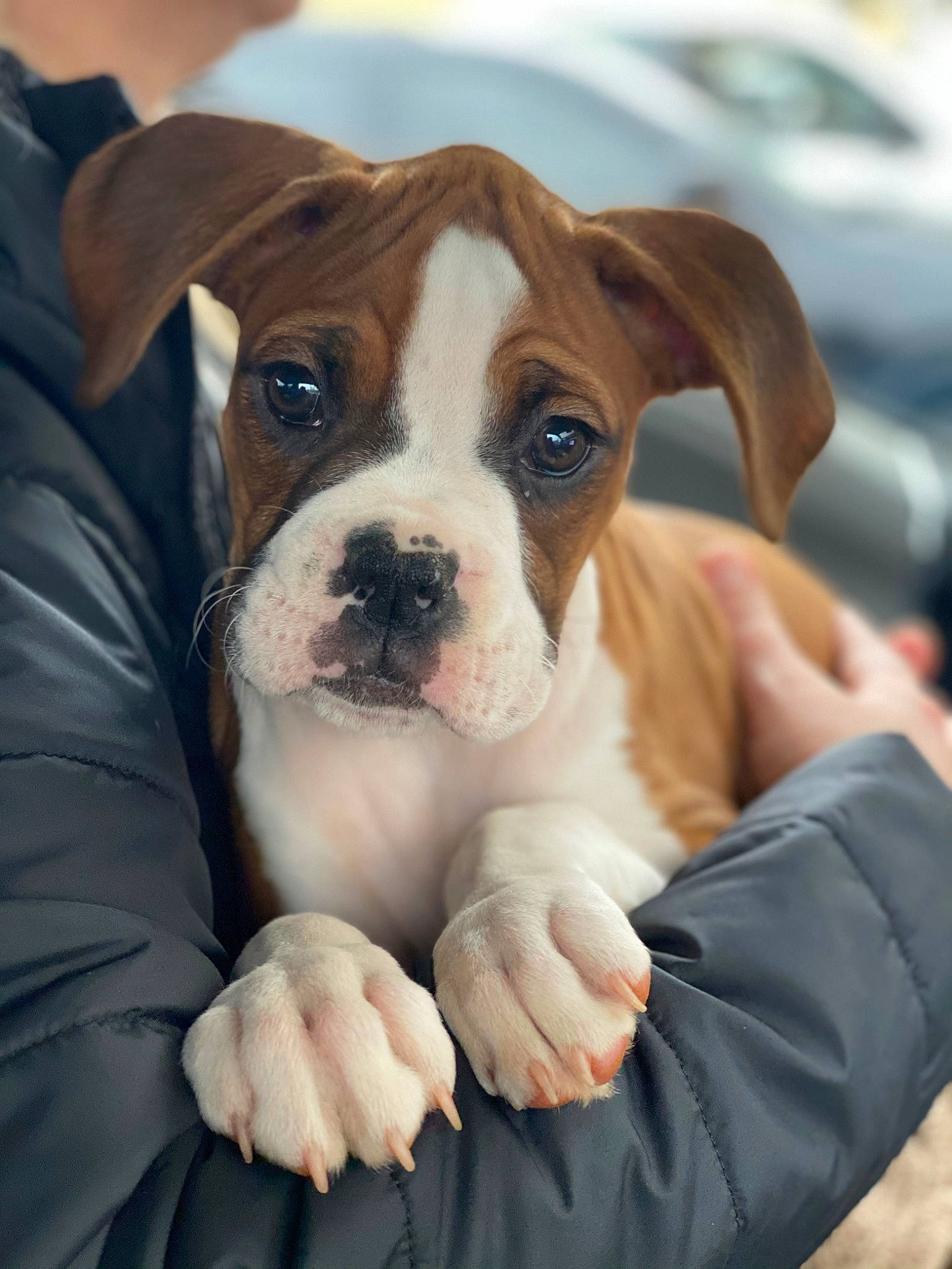 Aero is registered to the contest to win money with this photo: bored, bulldog, canidae, carnivore, companion_dog, dog, dog_breed, fawn, fur, molosser, non_sporting_group, old_english_bulldog, puppy, puppy_love, snout, sporting_group, whiskers, working_animal, working_dog, wrinkle