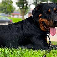 Hazel is registered to the contest to win money with this photo: dog, rottweiler, grass, outdoor, pet, canine, tongue, leash, black_fur, brown_markings, animal, nature, park, resting, summer, daytime, closeup, portrait, happy, mammal