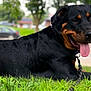 dog, rottweiler, grass, outdoor, pet, canine, tongue, leash, black_fur, brown_markings, animal, nature, park, resting, summer, daytime, closeup, portrait, happy, mammal