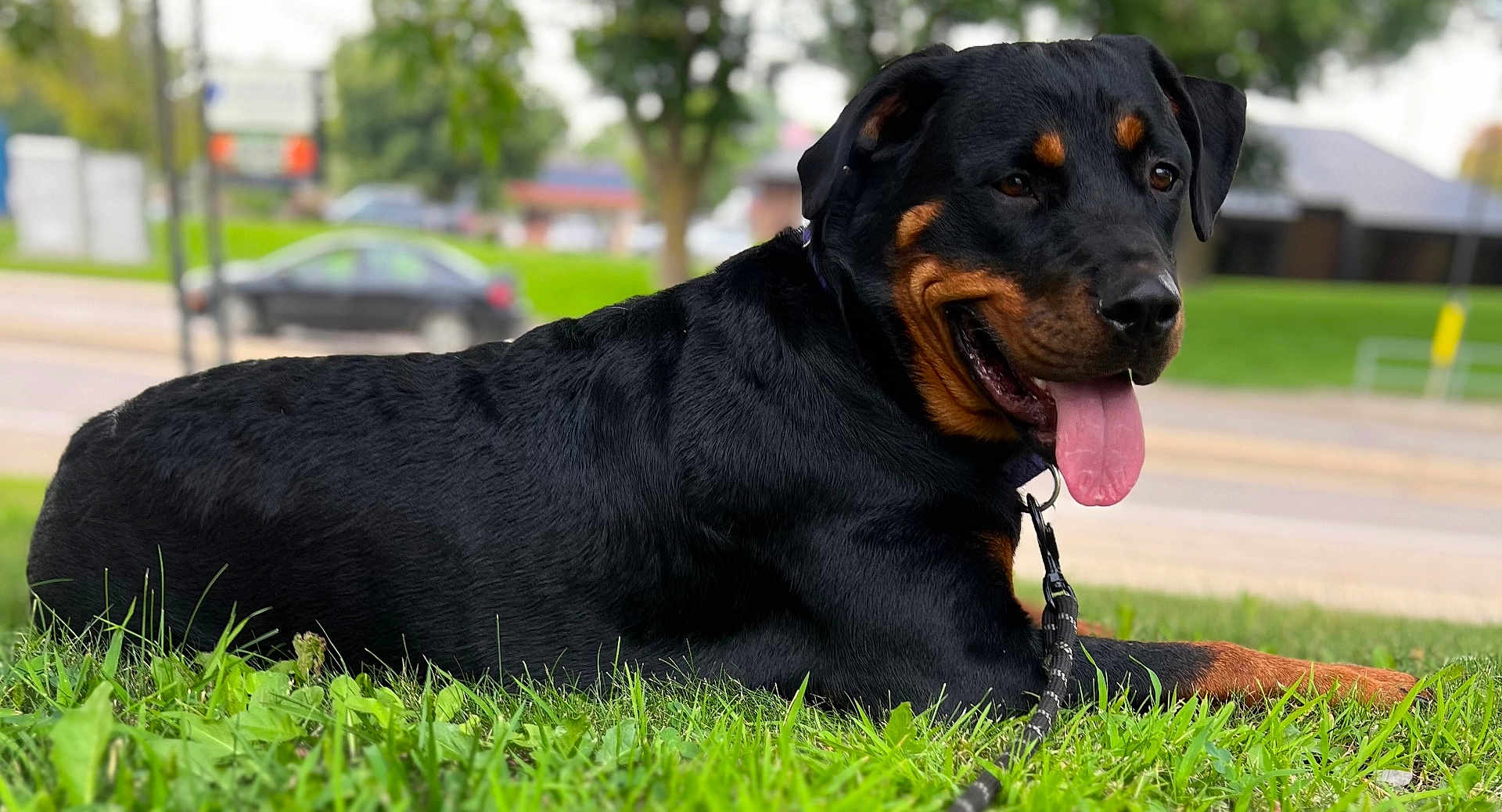 Hazel is registered to the contest to win money with this photo: dog, rottweiler, grass, outdoor, pet, canine, tongue, leash, black_fur, brown_markings, animal, nature, park, resting, summer, daytime, closeup, portrait, happy, mammal