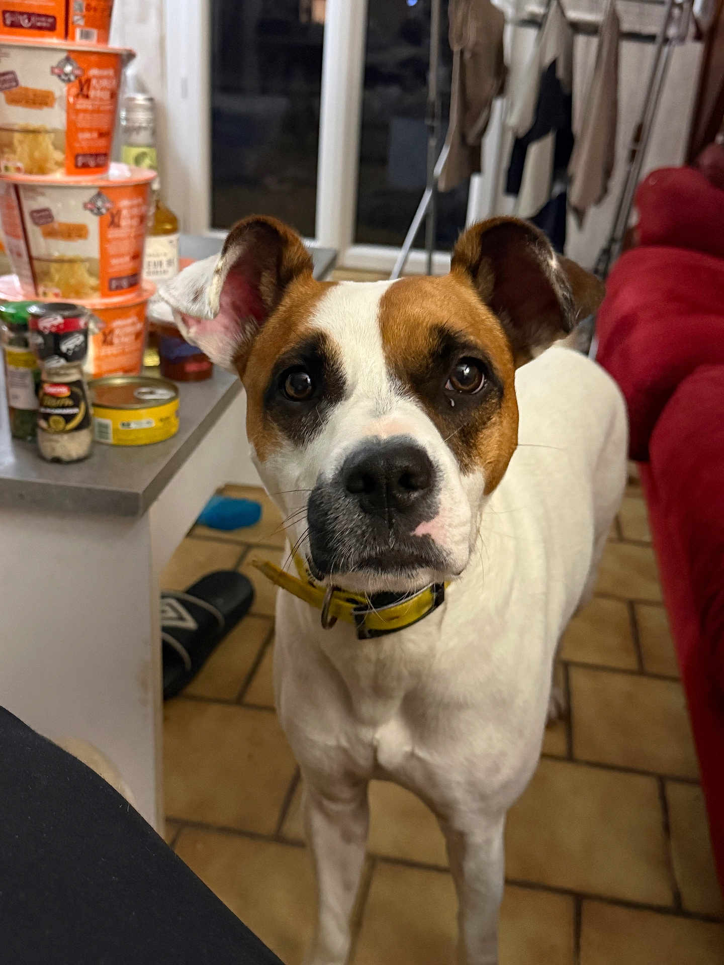 Doona a rejoint le concours — aidez-le/la à gagner de superbes lots ! dog, indoor, brown_and_white, curious, yellow_collar, kitchen, food_cans, countertop, tiled_floor, red_couch, clothing, household, pet, closeup, looking_at_camera, domestic, living_room, furniture, floor, canine
