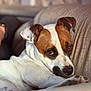 Doona participe au concours pour gagner de l'argent avec cette photo : dog, pet, couch, brown, white, fur, ears, nose, eyes, relaxed, indoor, portrait, closeup, animal, mammal, laying, cozy, furniture, domestic, companion