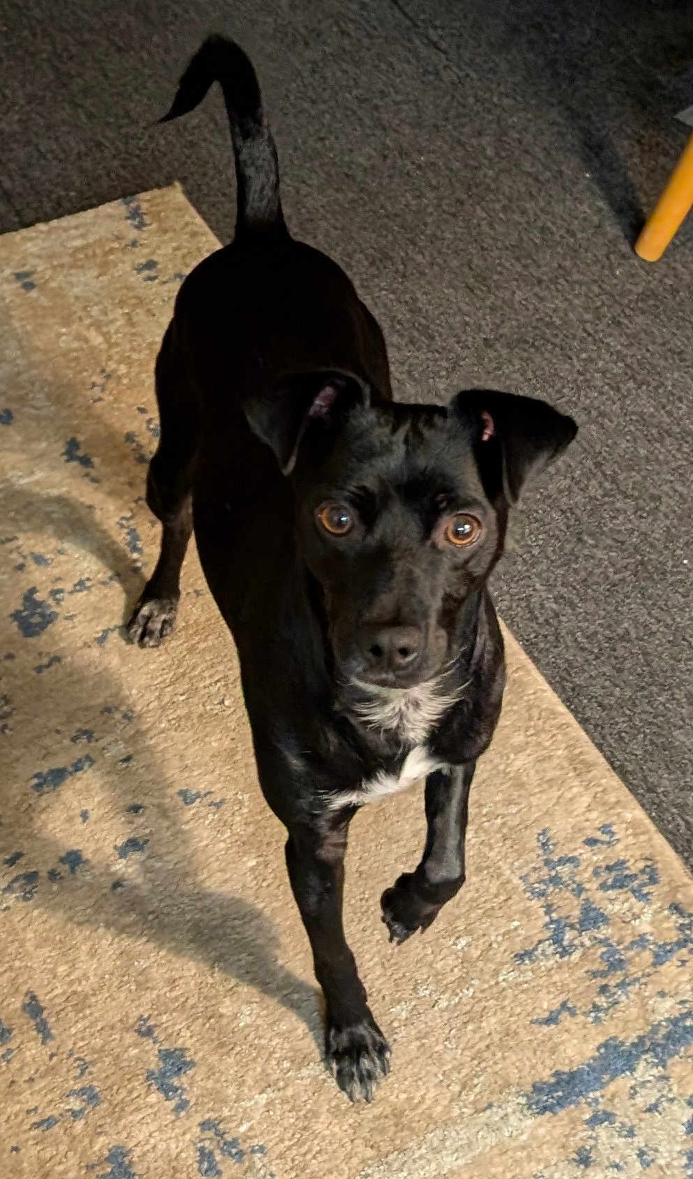 Milo is registered to the contest to win money with this photo: dog, black_dog, pet, indoor, carpet, rug, animal, canine, white_markings, floor, chair_leg, home, curious, looking_up, four_legs, ears, tail, shadow, bright_eyes, companion