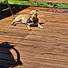 Winnie is registered to the contest to win money with this photo: dog, puppy, bandana, wooden_deck, sunlight, shadow, outdoor, grass, fence, pet, canine, relaxing, summer, small_dog, daytime, animal, nature, sunny, resting, backyard