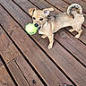 Winnie is registered to the contest to win money with this photo: dog, puppy, tennis_ball, wooden_deck, pet, playful, animal, outdoor, brown_dog, small_dog, ears, tail, mouth, looking_up, wood_planks, natural_light, fur, canine, happy, toy