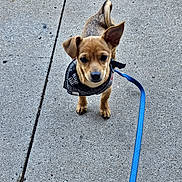 Winnie joined the competition — help win amazing prizes! dog, puppy, leash, bandana, sidewalk, concrete, pet, animal, cute, small_dog, outdoor, walking, ears, brown_fur, tail, canine, young_dog, pet_accessory, closeup, standing