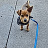 animal, bandana, brown_fur, canine, closeup, concrete, cute, dog, ears, leash, outdoor, pet, pet_accessory, puppy, sidewalk, small_dog, standing, tail, walking, young_dog