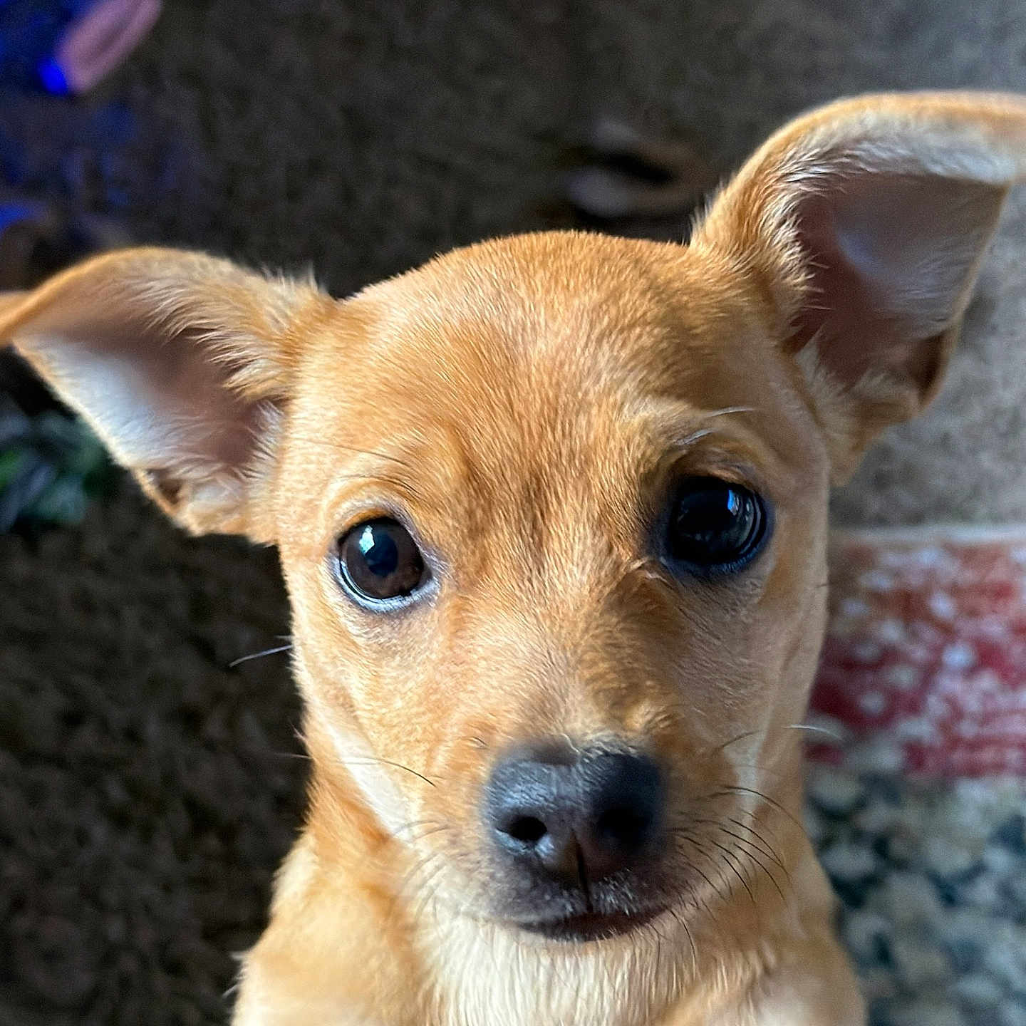 Winnie