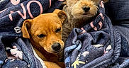Winnie is registered to the contest to win money with this photo: dog, puppy, blanket, snuggling, cushion, chair, outdoor, pet, fur, cute, companions, cozy, resting, small_dog, brown_dog, white_dog, ears, nose, eyes, comfort