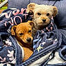 blanket, brown_dog, chair, comfort, companions, cozy, cushion, cute, dog, ears, eyes, fur, nose, outdoor, pet, puppy, resting, small_dog, snuggling, white_dog