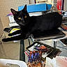 Chipper participe au concours pour gagner de l'argent avec cette photo : black_cat, cat, feline, golden_eyes, indoor, home, desk, glass_table, laptop, office, paperwork, cardboard_box, books, greeting_cards, markers, stationery, clutter, sitting, lying_down, portrait