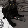 Chipper participe au concours pour gagner de l'argent avec cette photo : black_cat, cat, pet, animal, golden_eyes, sitting, lounging, couch, sofa, remote_control, indoor, home, furniture, tail, paws, whiskers, ears, portrait, relaxed, photography