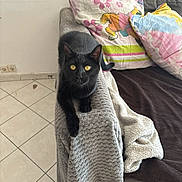 Chipper participe au concours pour gagner de l'argent avec cette photo : cat, black_cat, pet, animal, sitting, indoors, living_room, armchair, blanket, pillows, couch, furniture, golden_eyes, short_hair, portrait, cozy, home, tile_floor, colorful, alert