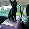 black_cat, kitten, cat, pet, animal, standing, portrait, car, vehicle, pet_carrier, pink_carrier, indoor, travel, automobile_interior, window, daylight, greenery, yellow_eyes, fur, cute