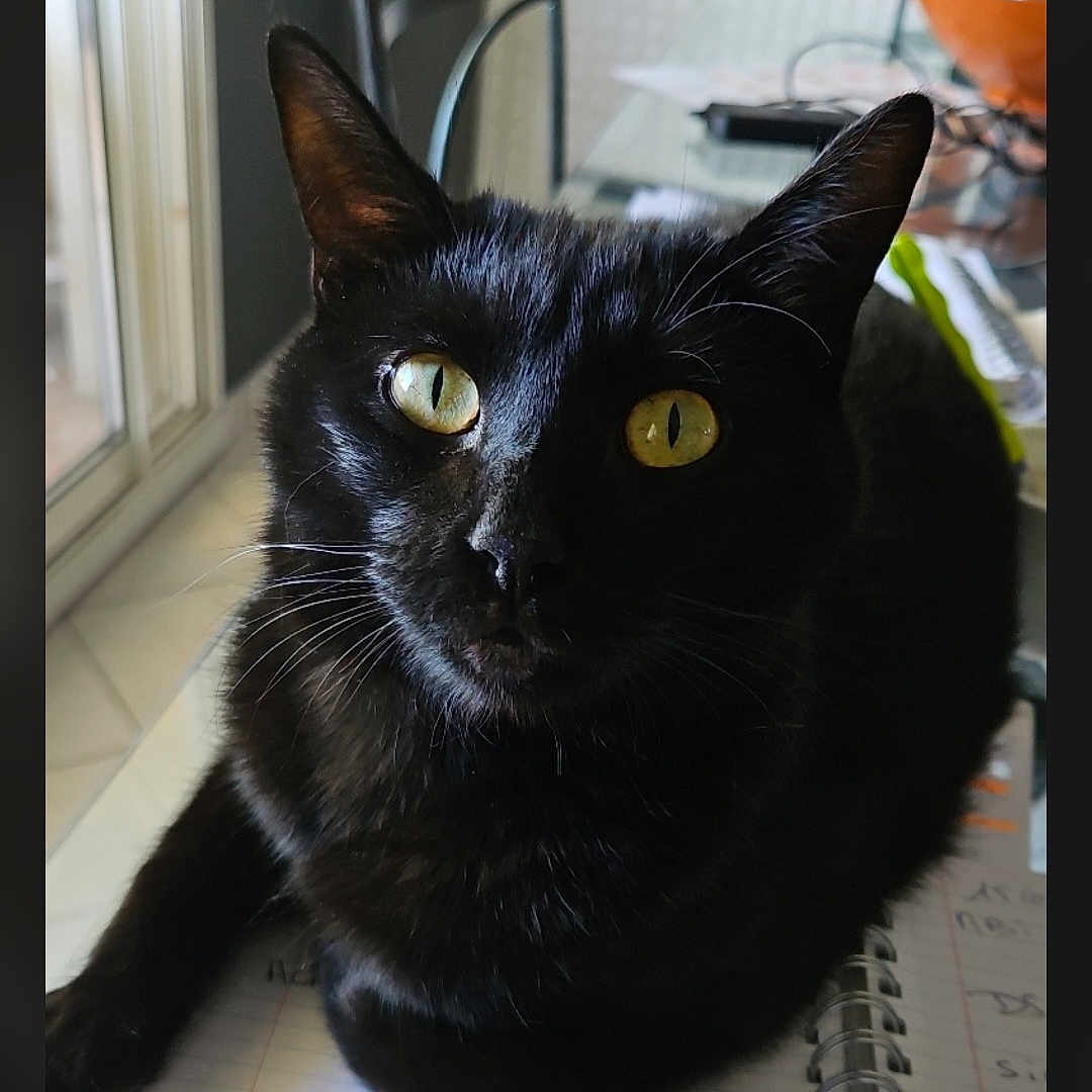 Chipper