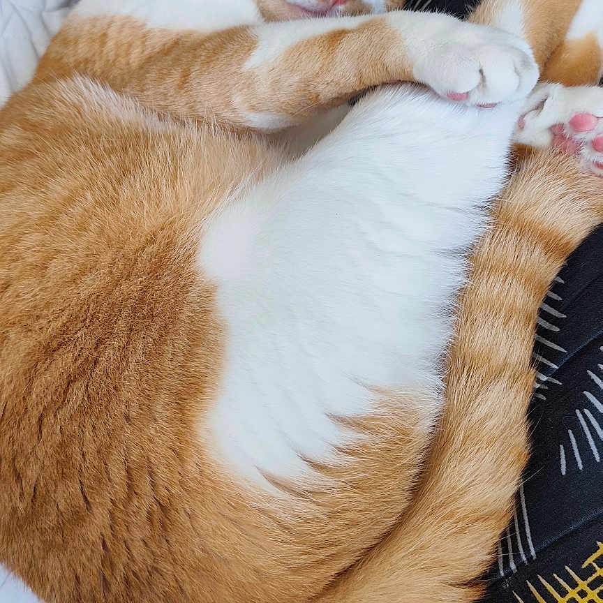 Bandit a rejoint le concours — aidez-le/la à gagner de superbes lots ! abyssinian, animal, bed, bedroom, blanket, cat, couch, cushion, furniture, homedecor, indoors, interiordesign, kitten, manx, person, pet, photography, quilt, room, sleeping