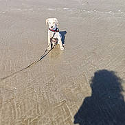 Lucky participe au concours pour gagner de l'argent avec cette photo : dog, puppy, beach, shoreline, water, ocean, sand, wet_sand, leash, collar, sitting, outdoor, sunny, shadow, rocks, coastline, animal, pet, reflection, seaside