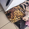 Lucky a rejoint le concours — aidez-le/la à gagner de superbes lots ! dog, puppy, cream_colored, lying_down, upside_down, plush_toy, pink_toy, leopard_print, cushion, pet_bed, indoor, tile_floor, black_bag, colorful_toys, sandal, home, playful, relaxed, animal, snapshot