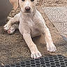 Lucky a rejoint le concours — aidez-le/la à gagner de superbes lots ! puppy, dog, pet, animal, floppy_ears, cream_coat, sitting, outdoor, doorstep, entrance, doormat, patio, potted_plant, garden, concrete, gravel, portrait, looking_at_camera, paws, cute