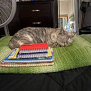 Gracie is registered to the contest to win money with this photo: cat, sleeping, gray_cat, pet, animal, bedroom, blanket, green_blanket, notebooks, school_supplies, spiral_notebooks, red_notebook, dresser, fan, mirror, indoor, cozy, resting, furry, household