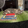 cat, sleeping, gray_cat, pet, animal, bedroom, blanket, green_blanket, notebooks, school_supplies, spiral_notebooks, red_notebook, dresser, fan, mirror, indoor, cozy, resting, furry, household