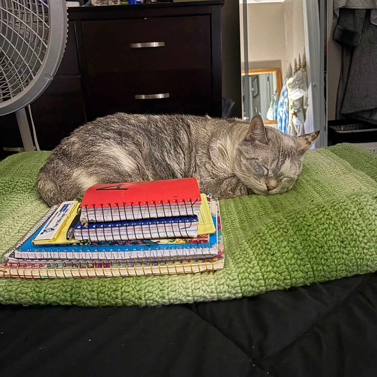 Gracie is registered to the contest to win money with this photo: cat, sleeping, gray_cat, pet, animal, bedroom, blanket, green_blanket, notebooks, school_supplies, spiral_notebooks, red_notebook, dresser, fan, mirror, indoor, cozy, resting, furry, household
