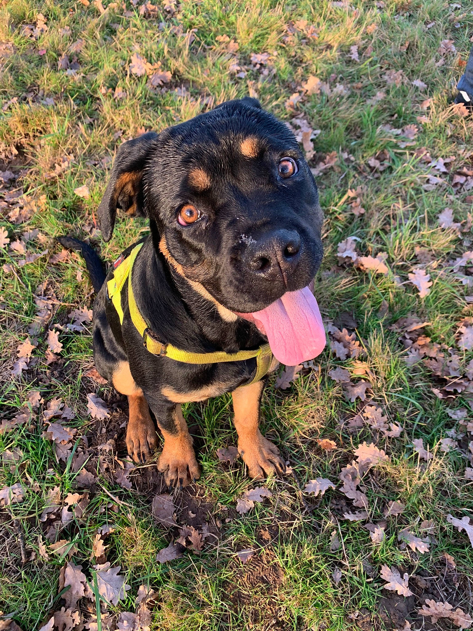 Kim a rejoint le concours — aidez-le/la à gagner de superbes lots ! adventure, canidae, carlin_pinscher, carnivore, dog, dog_breed, grass, hunting_dog, mammal, plant, puppy, rottweiler, sporting_group, working_dog