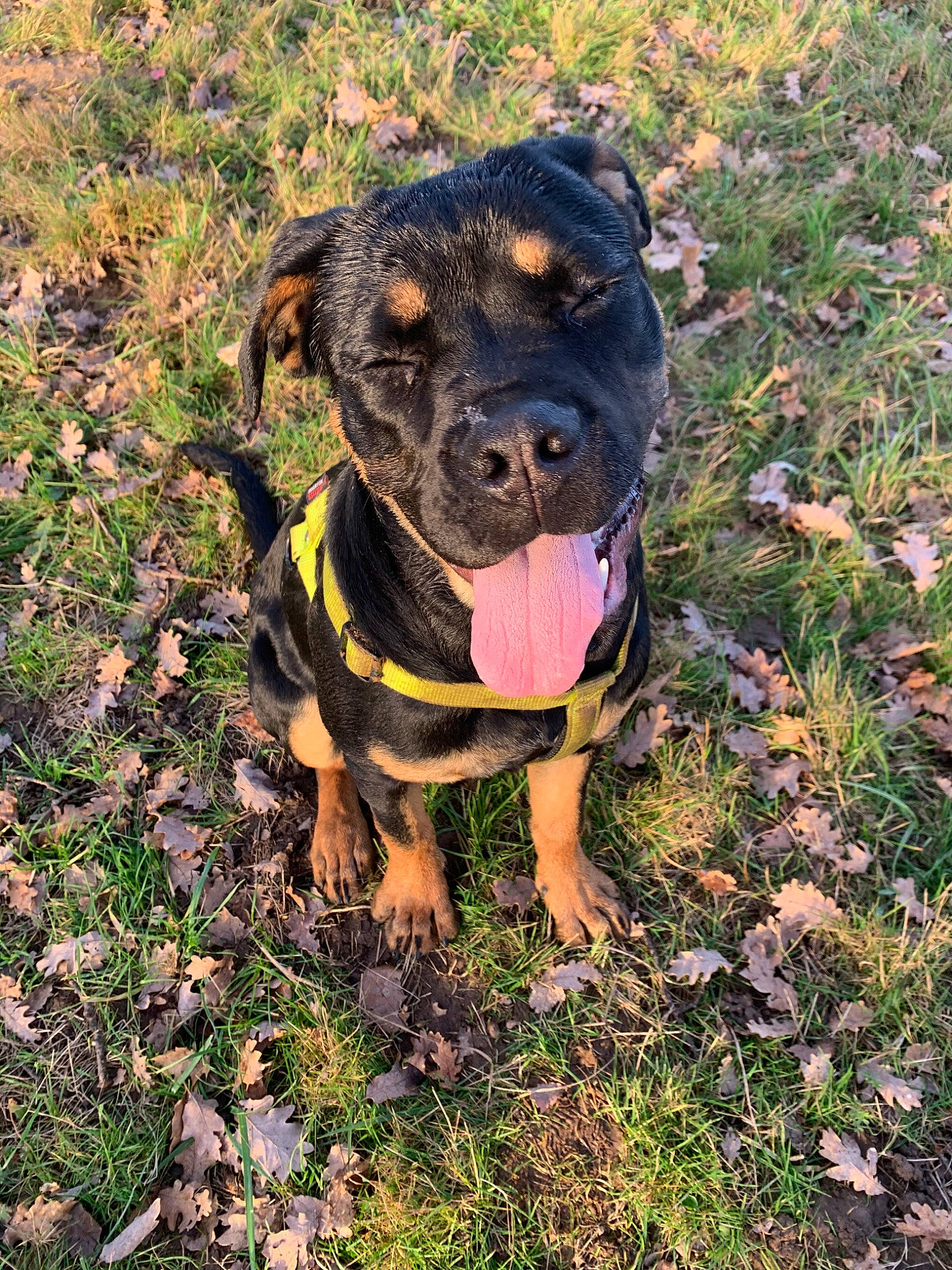 Kim participe au concours pour gagner de l'argent avec cette photo : canidae, carlin_pinscher, carnivore, dog, dog_breed, fawn, grass, hunting_dog, mammal, plant, puppy, rottweiler, sporting_group, vertebrate, working_dog