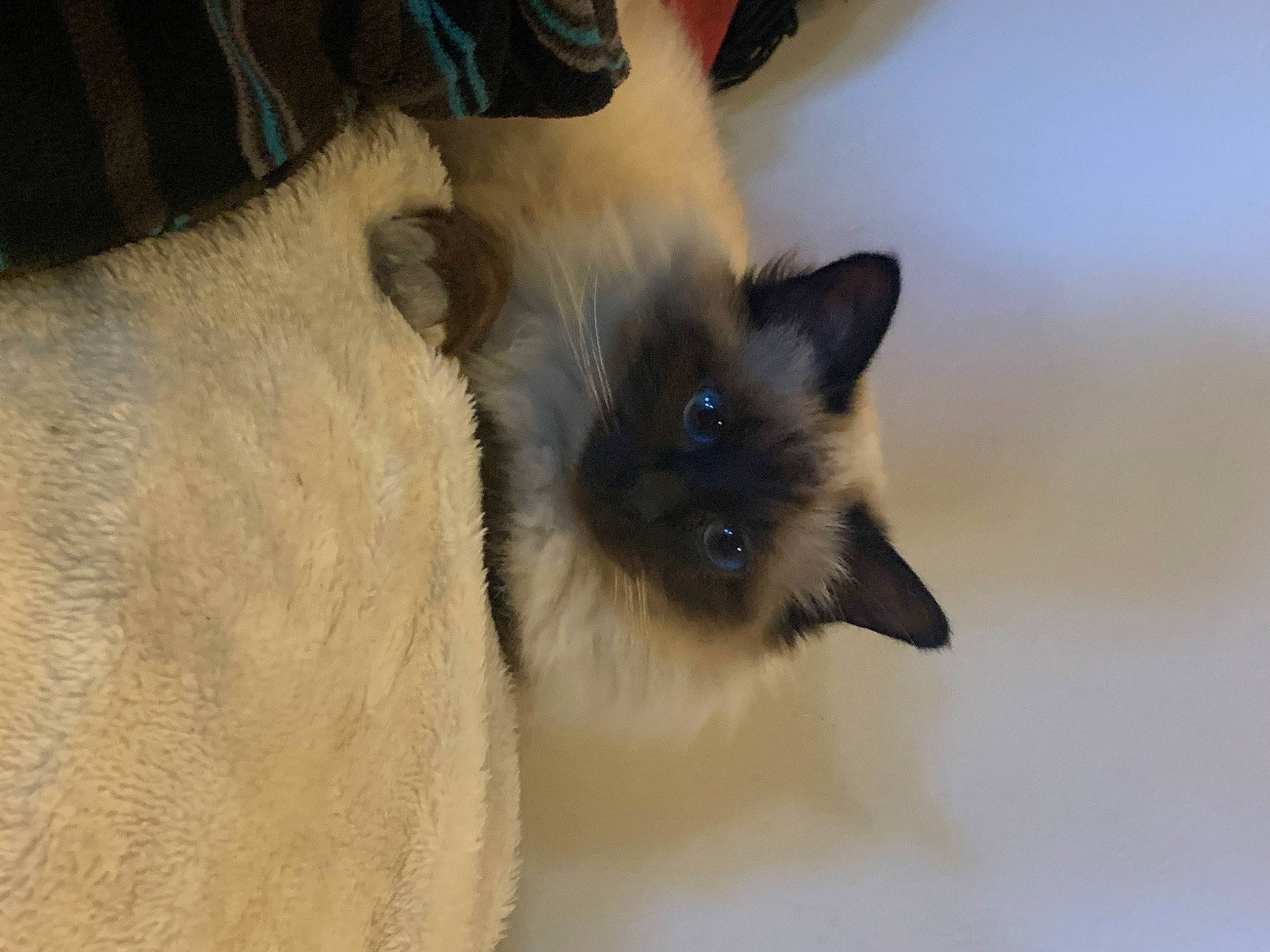 Praline participe au concours pour gagner de l'argent avec cette photo : balinese, birman, carnivore, cat, fawn, felidae, fur, paw, ragdoll, siamese, small_to_medium_sized_cats, tail, thai, tonkinese, whiskers