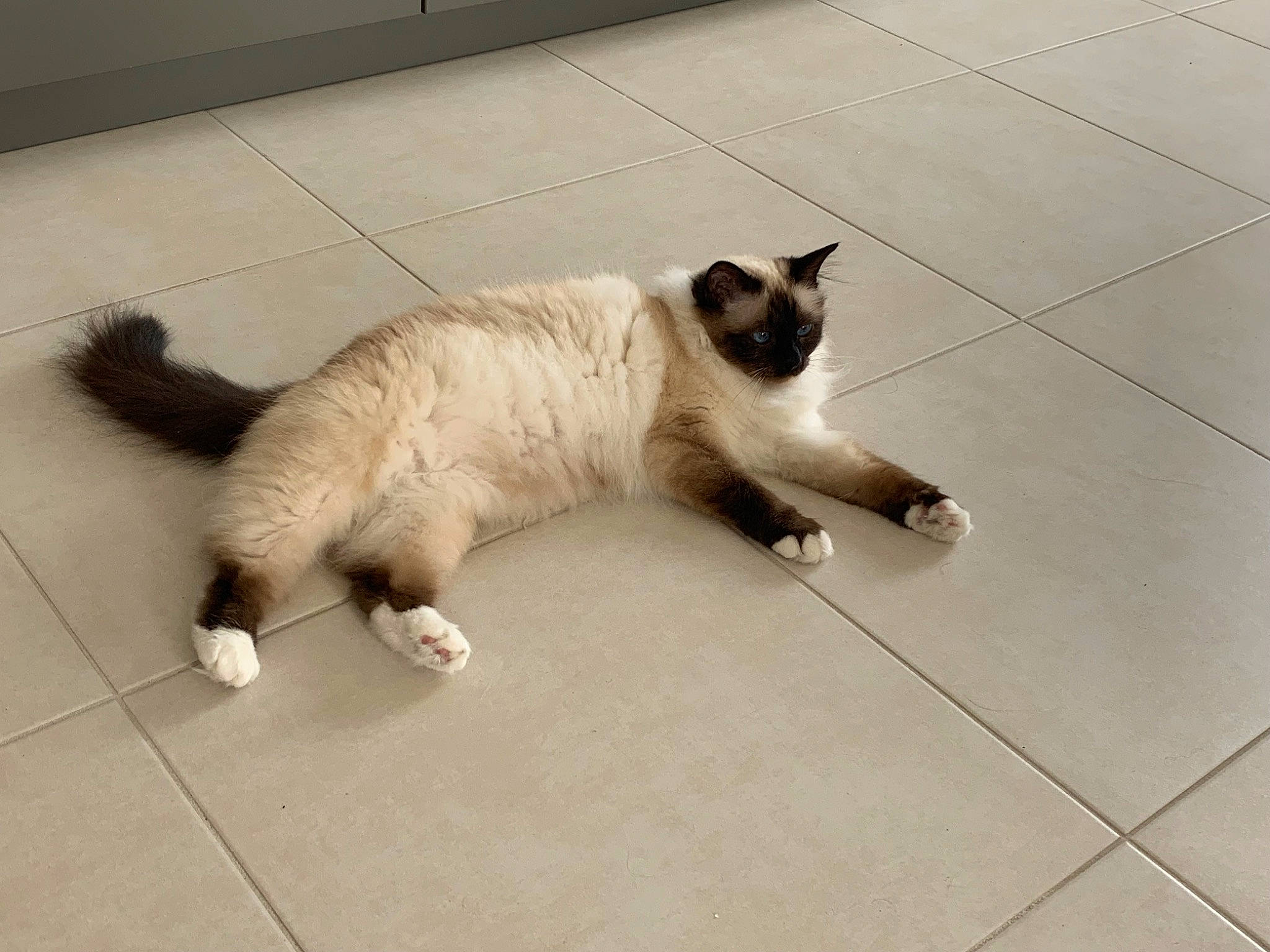 Praline a rejoint le concours — aidez-le/la à gagner de superbes lots ! carnivore, cat, claw, dog_breed, domestic_short_haired_cat, fawn, felidae, flooring, foot, fur, gas, human_leg, paw, siamese, small_to_medium_sized_cats, snout, tail, terrestrial_animal, toe, whiskers