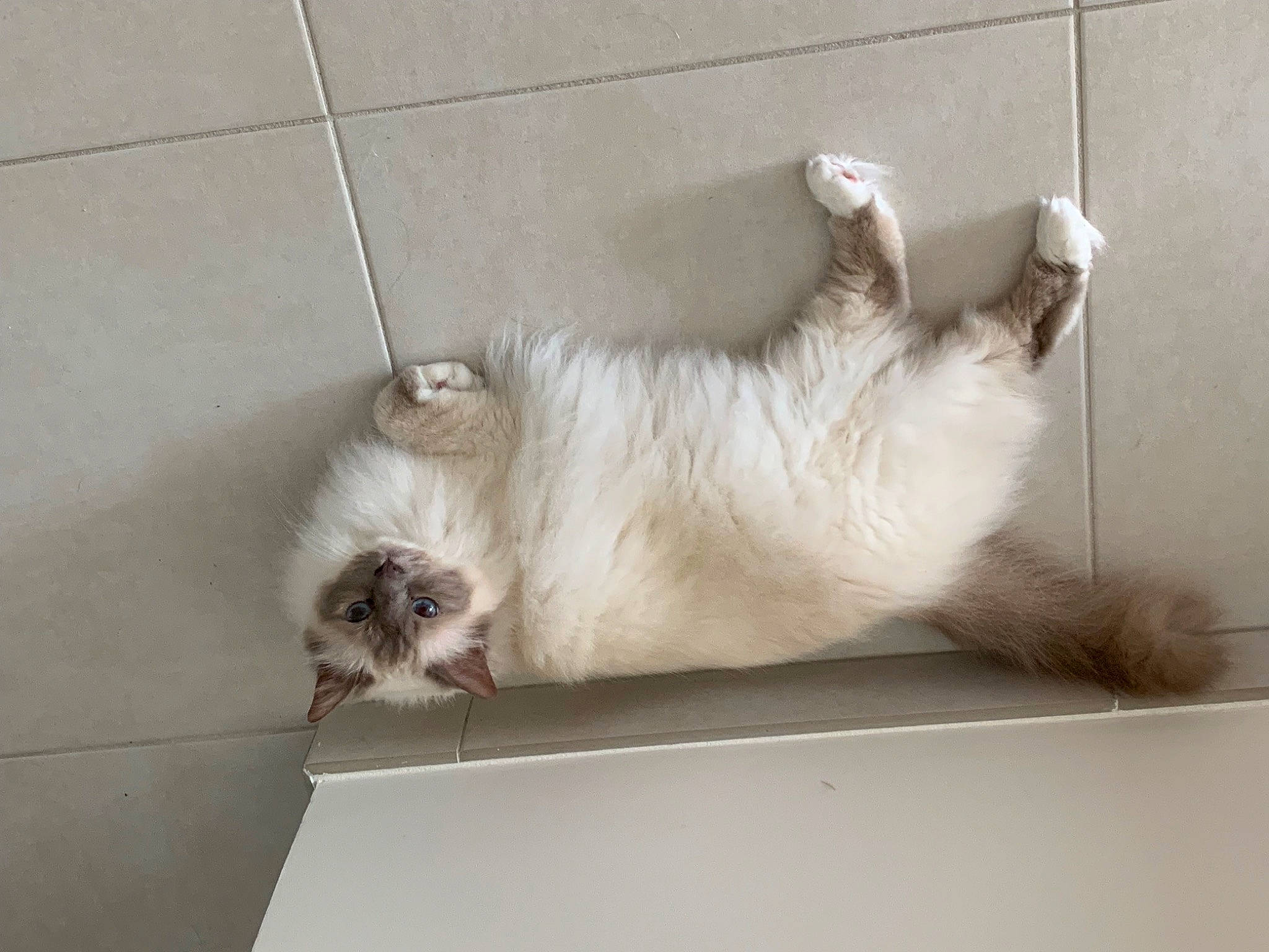 Nell a rejoint le concours — aidez-le/la à gagner de superbes lots ! birman, carnivore, cat, claw, comfort, companion_dog, dog_breed, domestic_short_haired_cat, fawn, felidae, flooring, fur, hardwood, paw, small_to_medium_sized_cats, snout, tail, thai, whiskers