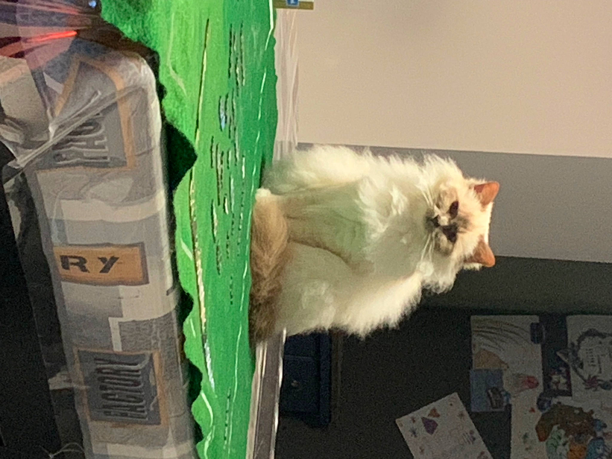 Nell a rejoint le concours — aidez-le/la à gagner de superbes lots ! canidae, carnivore, cat, claw, companion_dog, fawn, feather, felidae, fur, paw, small_to_medium_sized_cats, snout, tail, whiskers