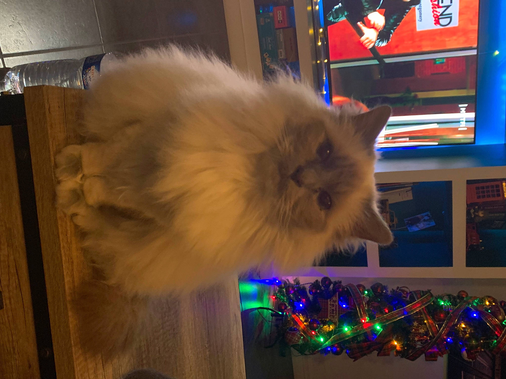 Nell a rejoint le concours — aidez-le/la à gagner de superbes lots ! british_longhair, carnivore, cat, electric_blue, event, fawn, felidae, fur, persian, ragdoll, small_to_medium_sized_cats, tail, whiskers