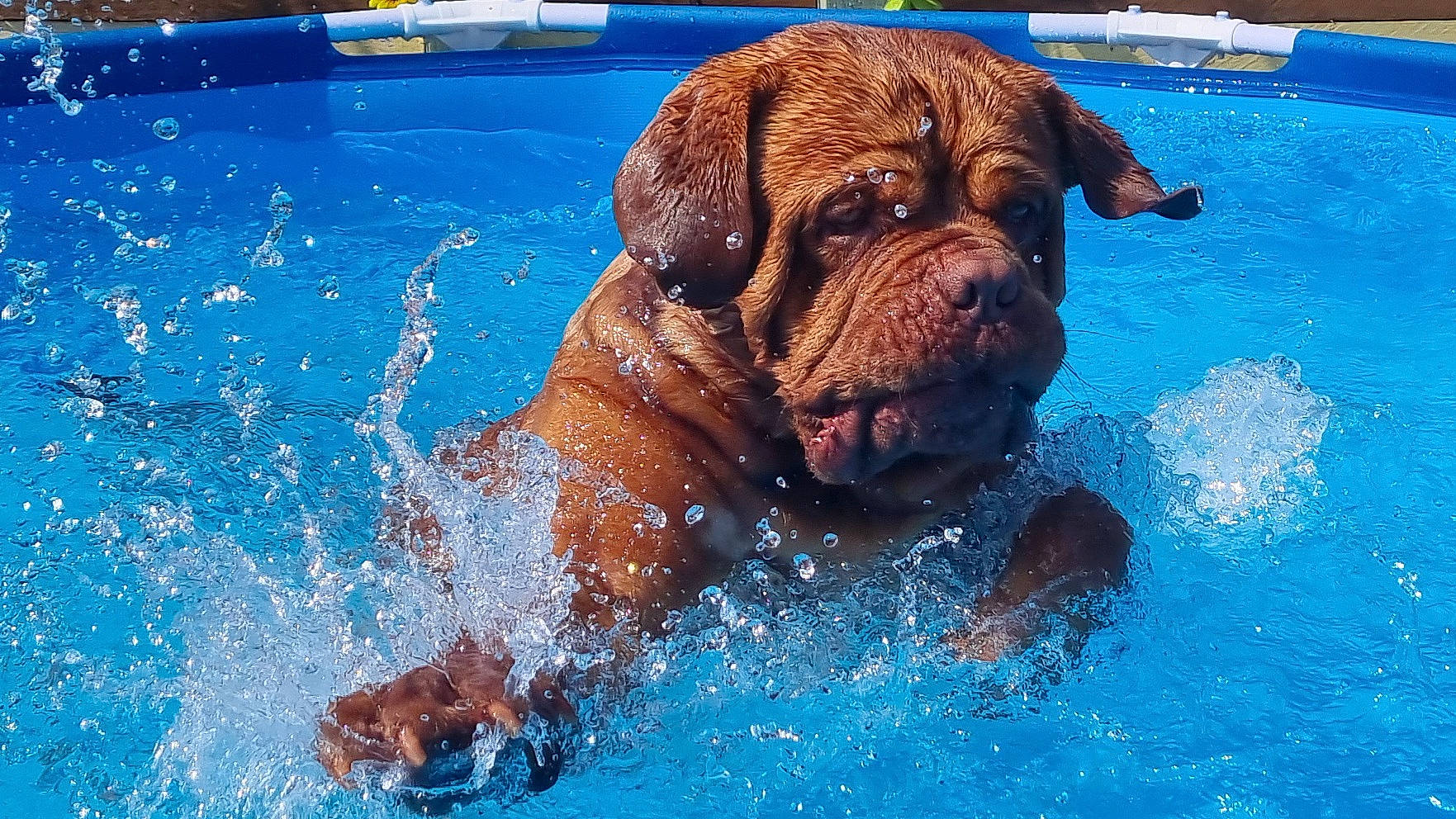 Lucca is registered to the contest to win money with this photo: ancient_dog_breeds, bathing, blue, carnivore, companion_dog, dog, dog_breed, fawn, fluid, fun, guard_dog, leisure, liver, recreation, sporting_group, swimming_pool, water, working_animal, working_dog