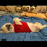 Kai joined the competition — help win amazing prizes! dog, small_dog, red_shirt, lying_down, blue_blanket, indoor, plush_toy, vase, floral_design, bicycle, carpet, cute, pet, fur, resting, cozy, curious_eyes, playful, home_interior, relaxed