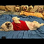 dog, small_dog, red_shirt, lying_down, blue_blanket, indoor, plush_toy, vase, floral_design, bicycle, carpet, cute, pet, fur, resting, cozy, curious_eyes, playful, home_interior, relaxed