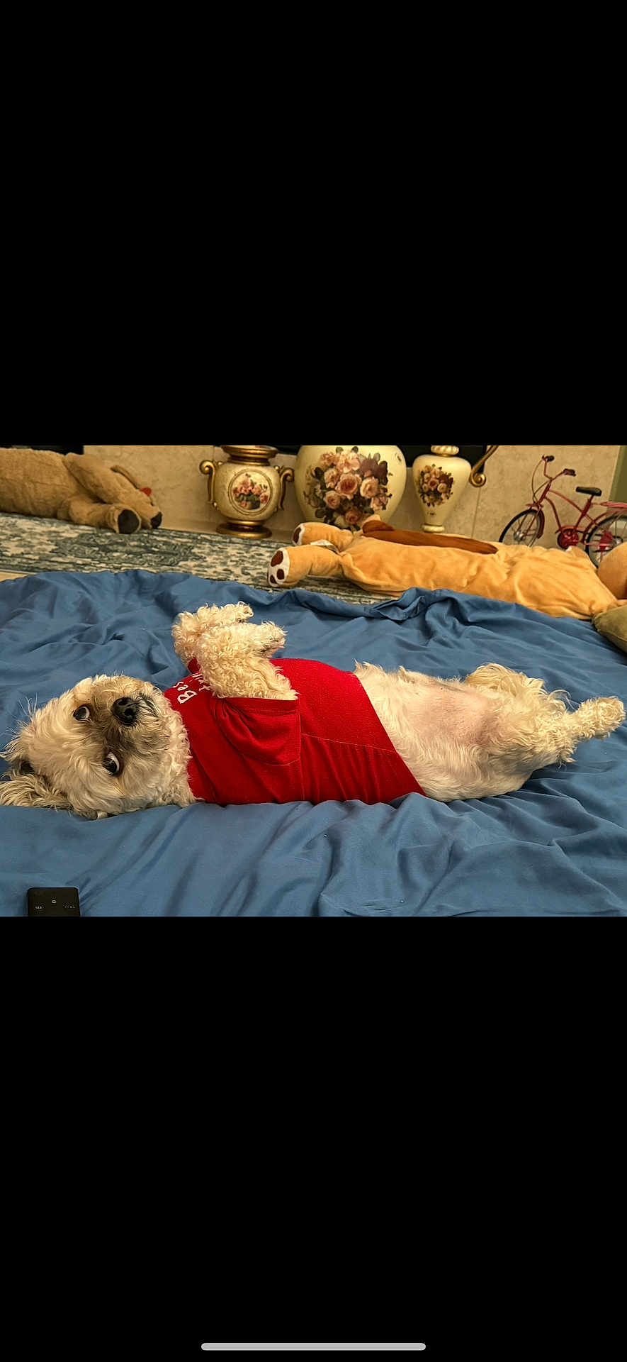 Kai joined the competition — help win amazing prizes! dog, small_dog, red_shirt, lying_down, blue_blanket, indoor, plush_toy, vase, floral_design, bicycle, carpet, cute, pet, fur, resting, cozy, curious_eyes, playful, home_interior, relaxed