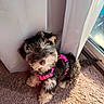 puppy, dog, pet, indoor, carpet, pink_harness, curtains, sunlight, window, fluffy, cute, small_dog, fur, animal, domestic_animal, looking_up, sitting, young_dog, adorable, companion