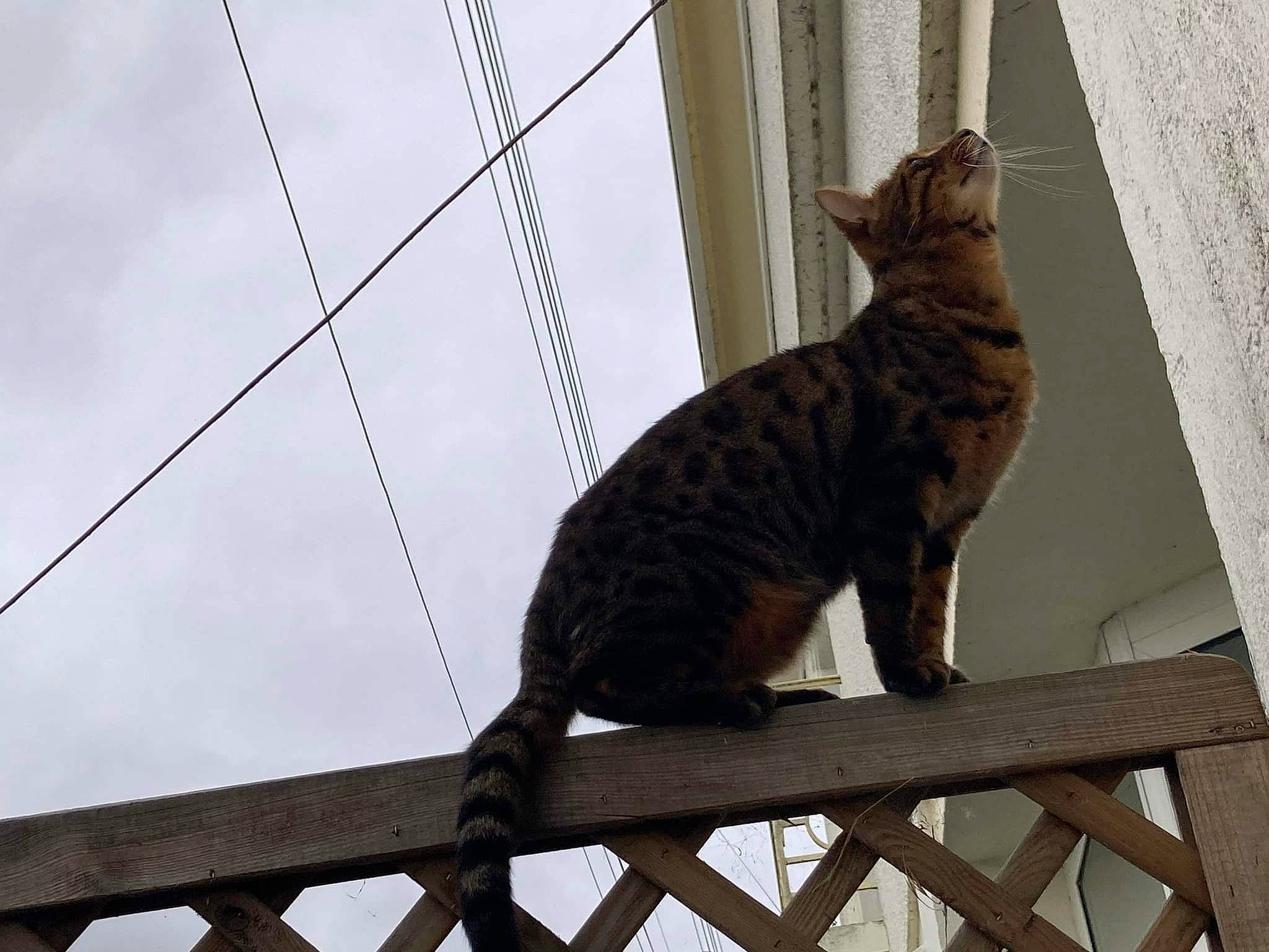 Obtrée participe au concours pour gagner de l'argent avec cette photo : carnivore, cat, domestic_short_haired_cat, felidae, fence, fur, line, metal, sitting, sky, small_to_medium_sized_cats, tail, terrestrial_animal, tree, twig, whiskers, window, wire, wood