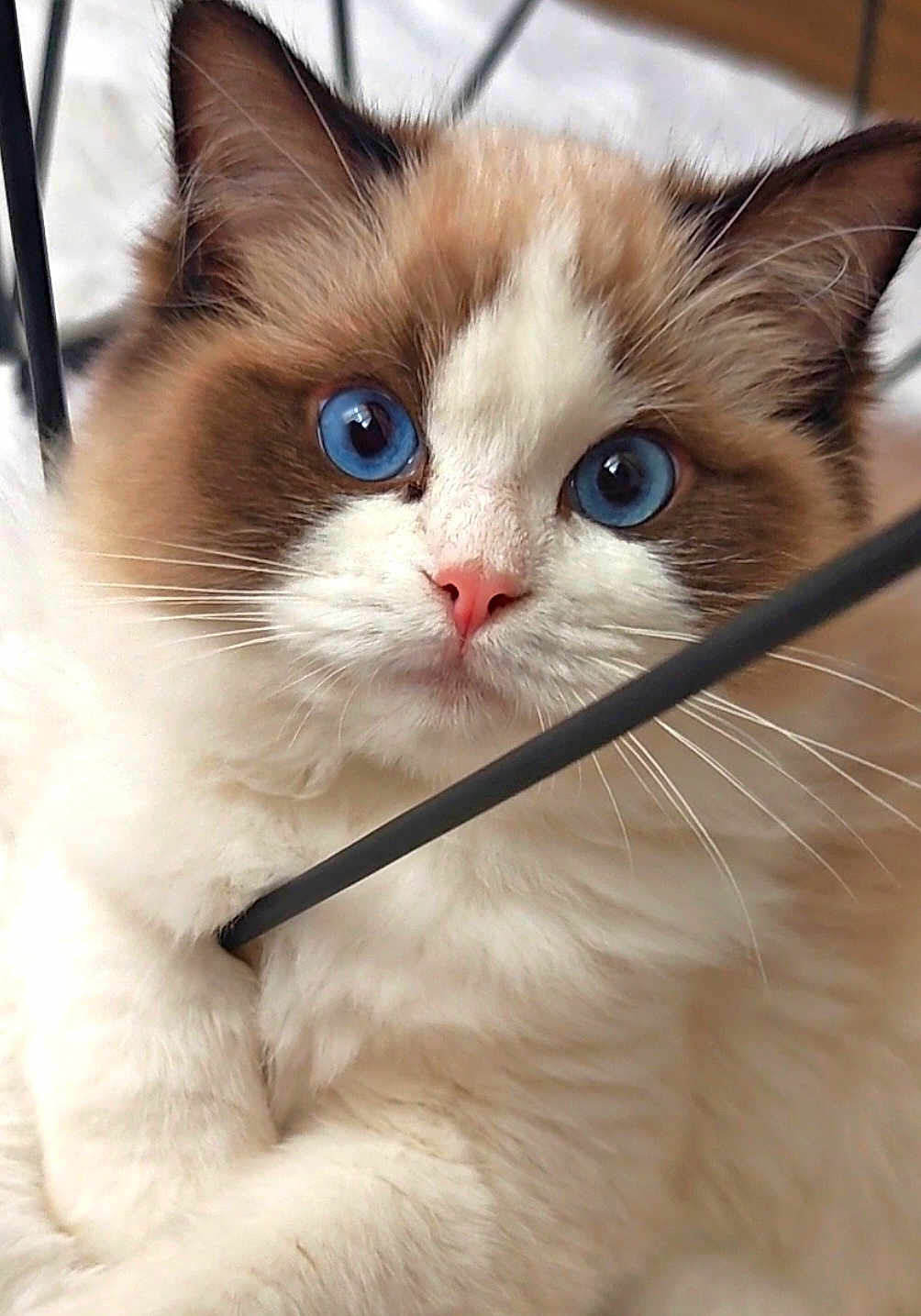 Yula a rejoint le concours — aidez-le/la à gagner de superbes lots ! cat, blue_eyes, fluffy, whiskers, pink_nose, closeup, fur, pet, animal, indoor, face, curious, resting, white_fur, brown_fur, ears, metal_bars, cute, portrait, feline