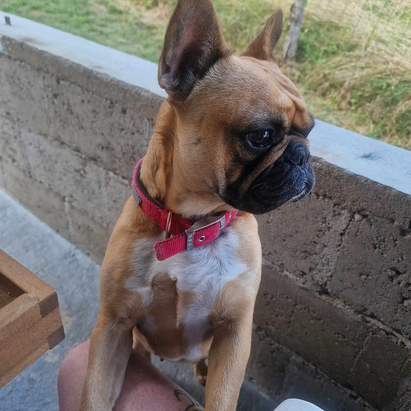 Shelsy a rejoint le concours — aidez-le/la à gagner de superbes lots ! animal, brown_dog, canine, close_up, companion, concrete_wall, curious, dog, domestic_animal, french_bulldog, fur, grass, nature, outdoor, person_leg, pet, red_collar, side_view, sitting, tattoo