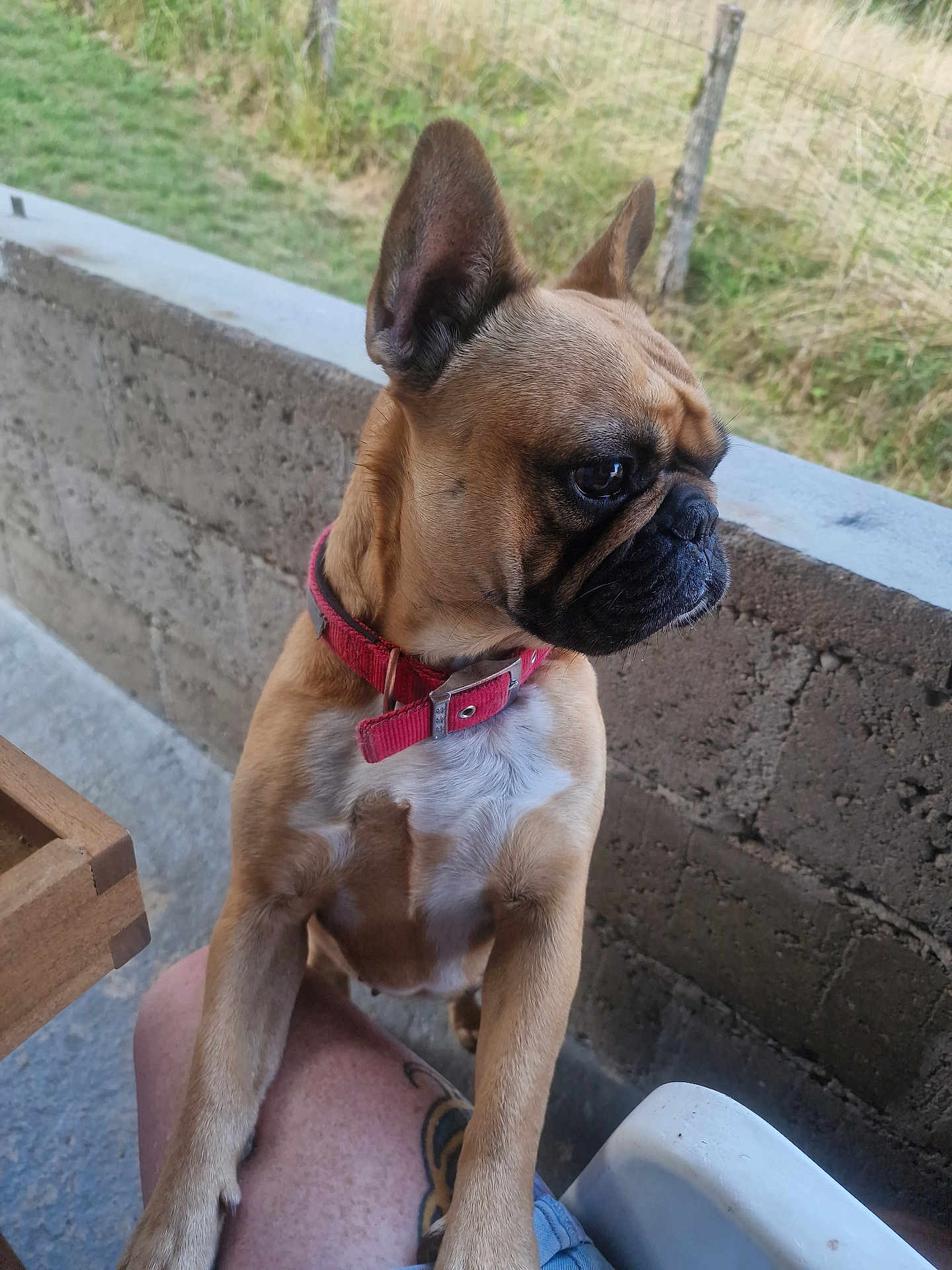 Shelsy a rejoint le concours — aidez-le/la à gagner de superbes lots ! dog, french_bulldog, pet, red_collar, outdoor, concrete_wall, grass, tattoo, person_leg, curious, brown_dog, canine, fur, animal, side_view, sitting, close_up, companion, domestic_animal, nature