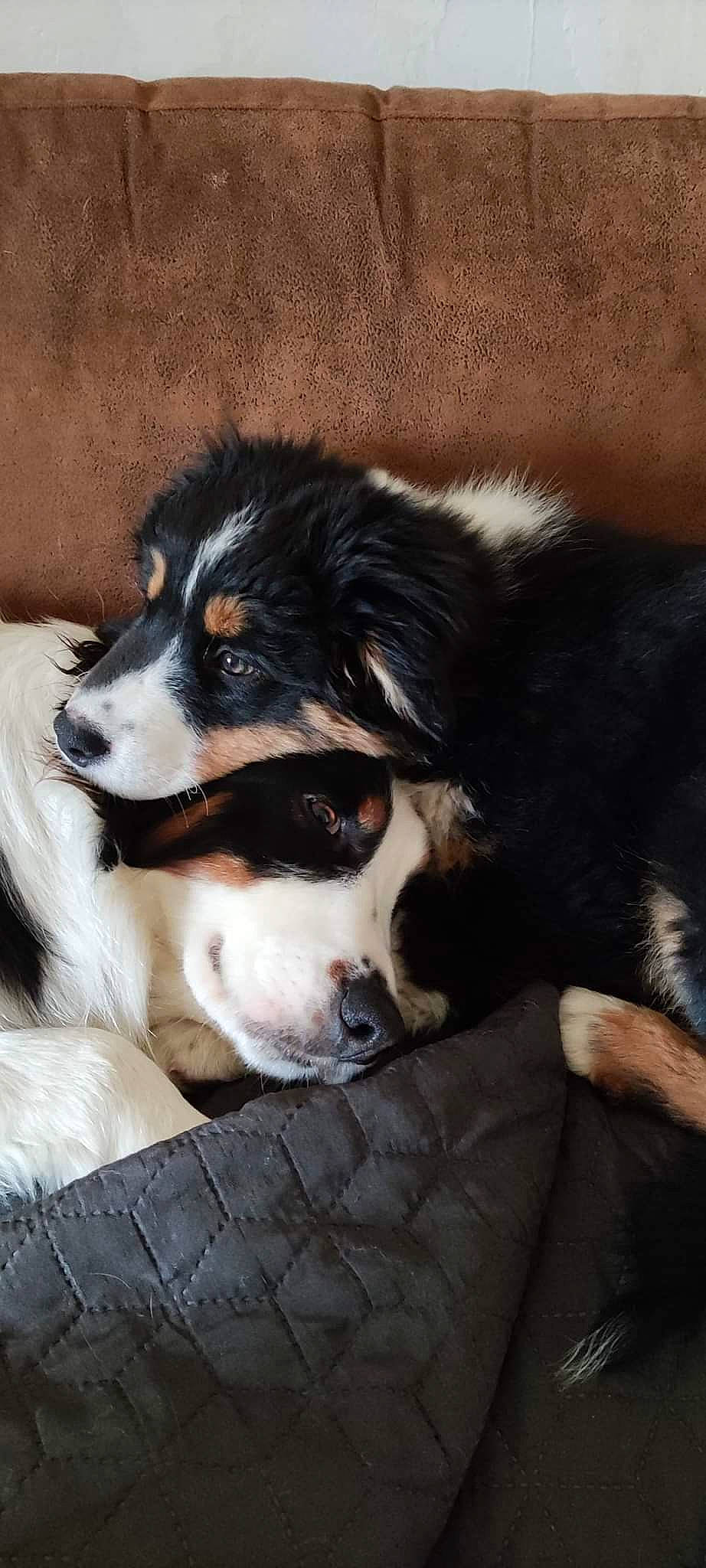 Rox a rejoint le concours — aidez-le/la à gagner de superbes lots ! bored, canidae, carnivore, companion_dog, dog, dog_breed, fur, herding_dog, sporting_group, terrestrial_animal, whiskers, working_dog