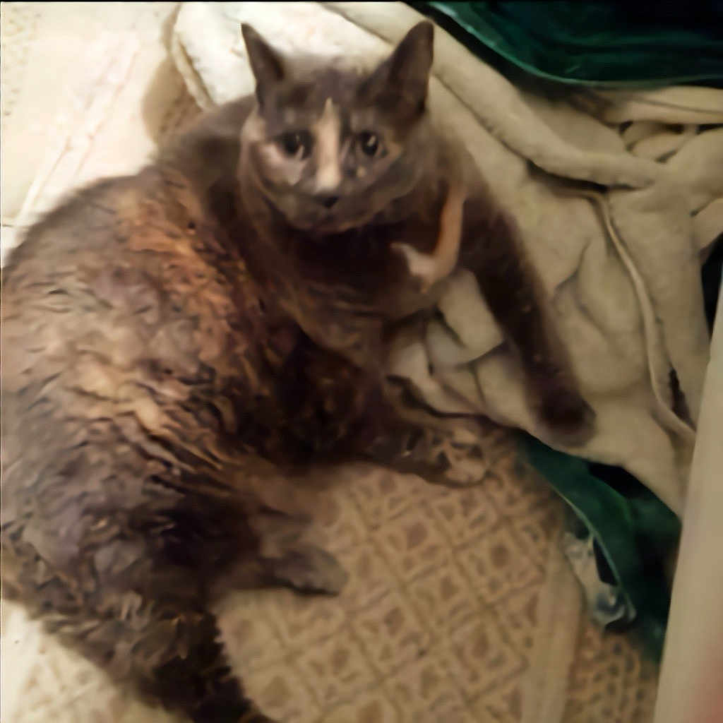 Girlygirl is registered to the contest to win money with this photo: cat, feline, pet, animal, lying_down, blanket, fabric, cozy, indoor, fur, tabby, resting, relaxed, pattern, textile, soft, home, cute, sleepy, mammal