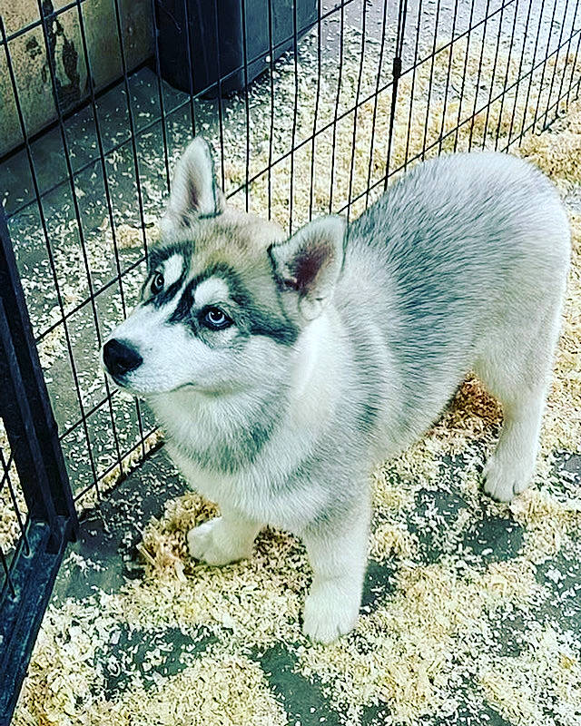 Zoey is registered to the contest to win money with this photo: canis, carnivore, companion_dog, dog, dog_breed, fawn, fence, food, fur, grass, mesh, sled_dog, snout, sporting_group, tail, terrestrial_animal, whiskers, wildlife, wolf, working_animal