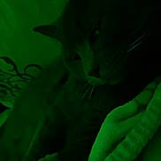 Fatman is registered to the contest to win money with this photo: cat, animal, pet, blanket, dark, low_light, resting, feline, fur, whiskers, indoor, cozy, sleepy, closeup, quiet, soft, texture, comfort, shadow, green_tint