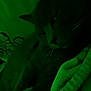 cat, animal, pet, blanket, dark, low_light, resting, feline, fur, whiskers, indoor, cozy, sleepy, closeup, quiet, soft, texture, comfort, shadow, green_tint